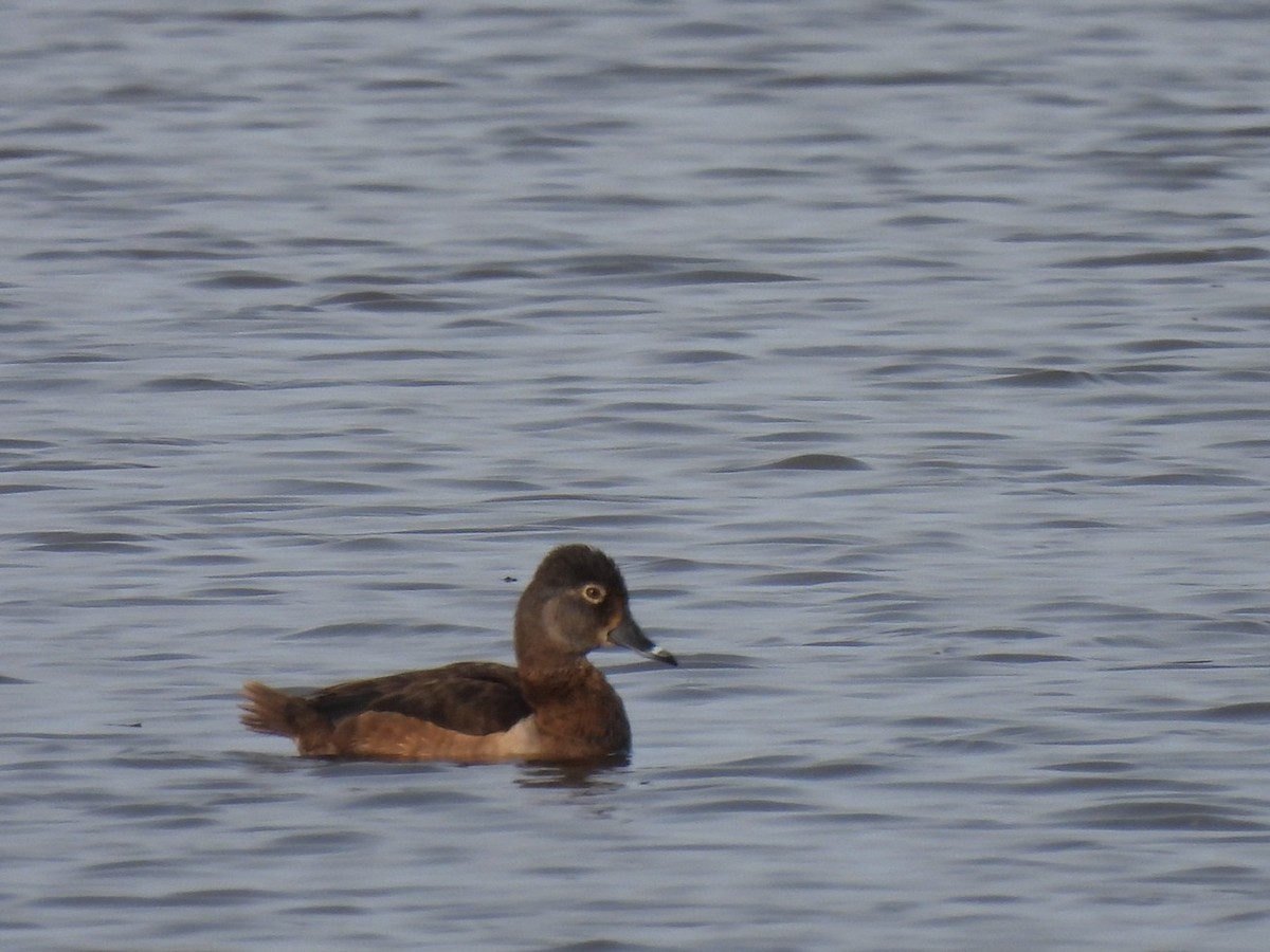Ring-necked Duck - ML636812093