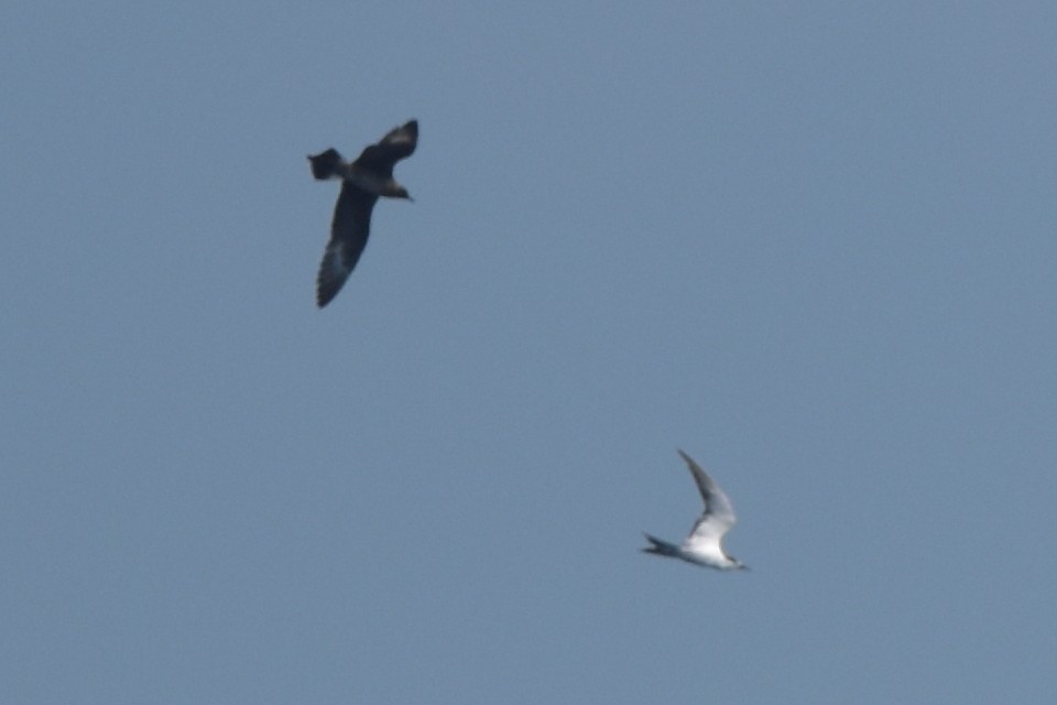 Long-tailed Jaeger - ML636812112