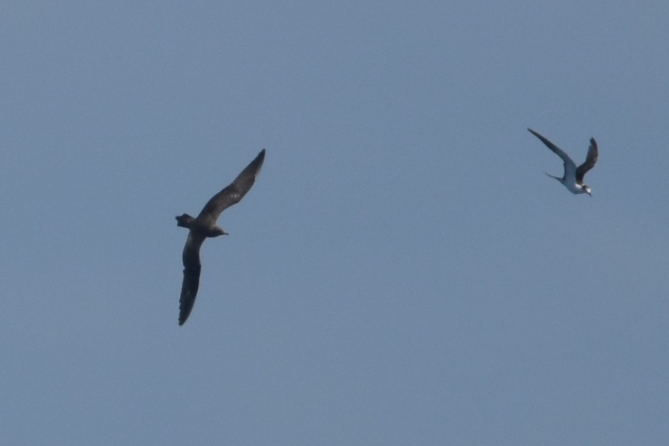 Long-tailed Jaeger - ML636812113