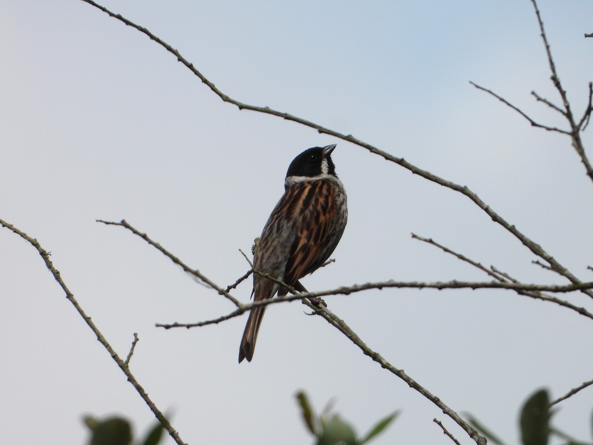 Reed Bunting - ML636812188