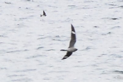 Common Nighthawk - ML636812235