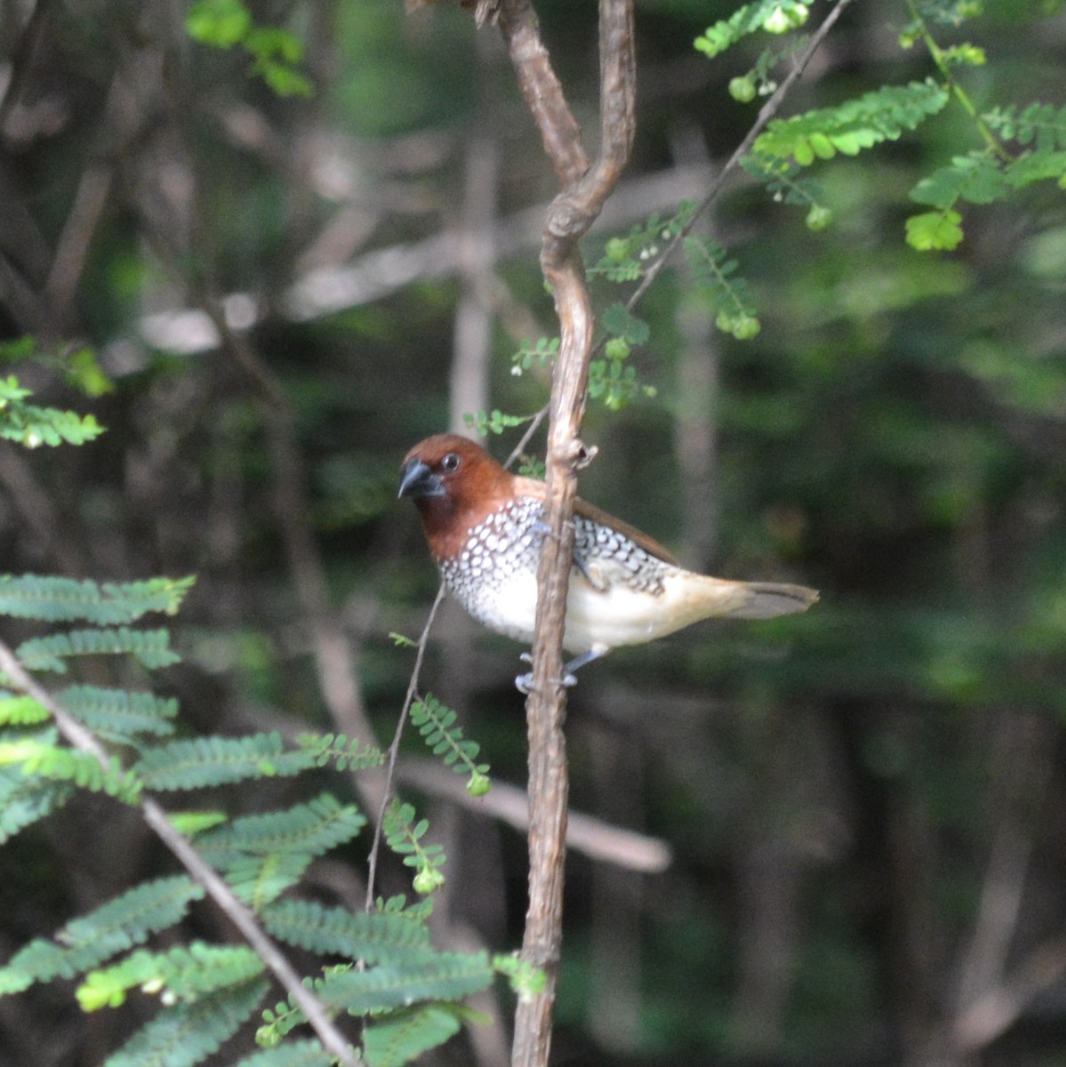 Scaly-breasted Munia - ML636812255