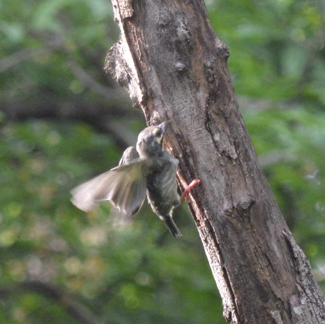 Coppersmith Barbet - ML636812306