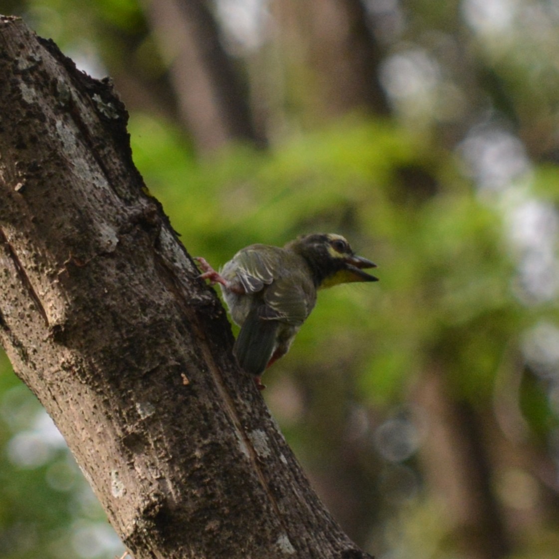 Coppersmith Barbet - ML636812307