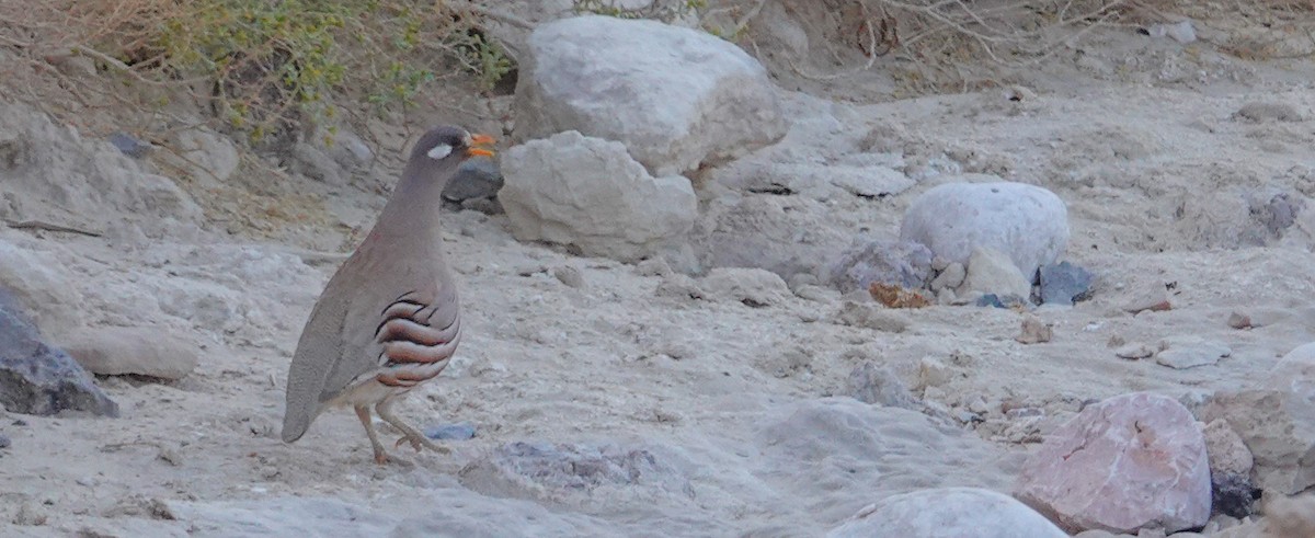 Sand Partridge - ML636812334