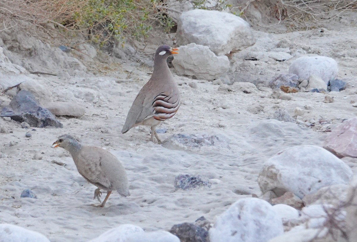 Sand Partridge - ML636812335