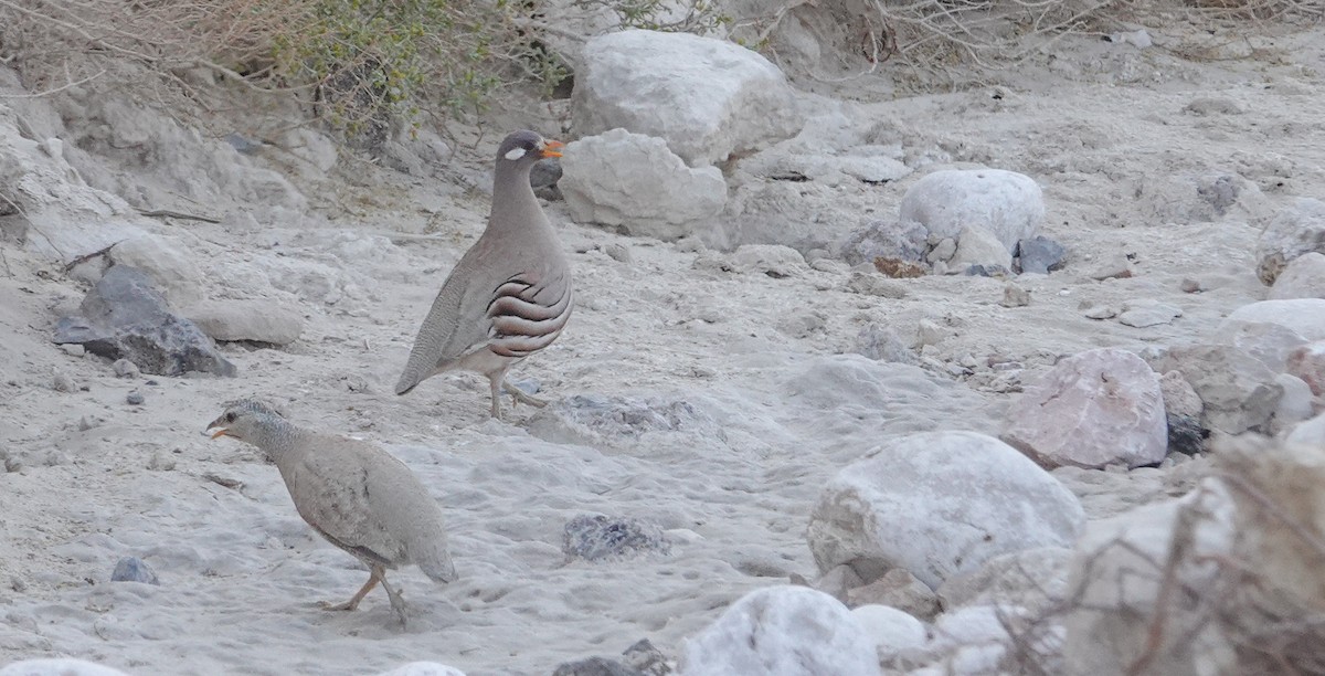 Sand Partridge - ML636812336