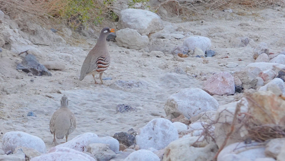 Sand Partridge - ML636812337