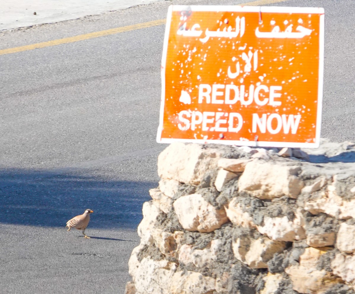 Sand Partridge - ML636812338