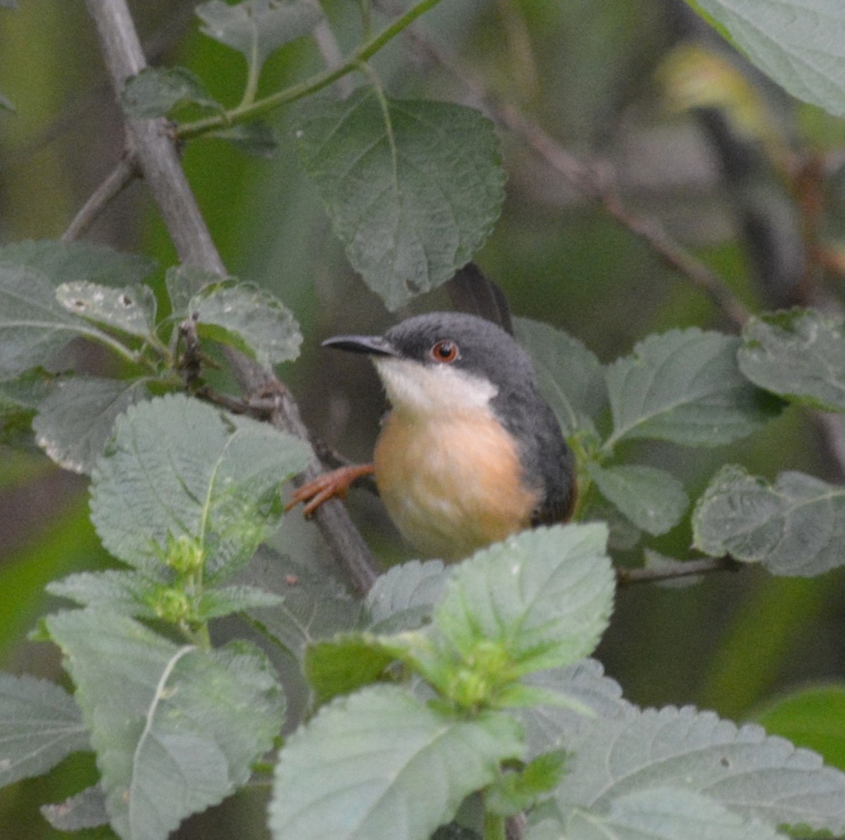 Ashy Prinia - ML636812399