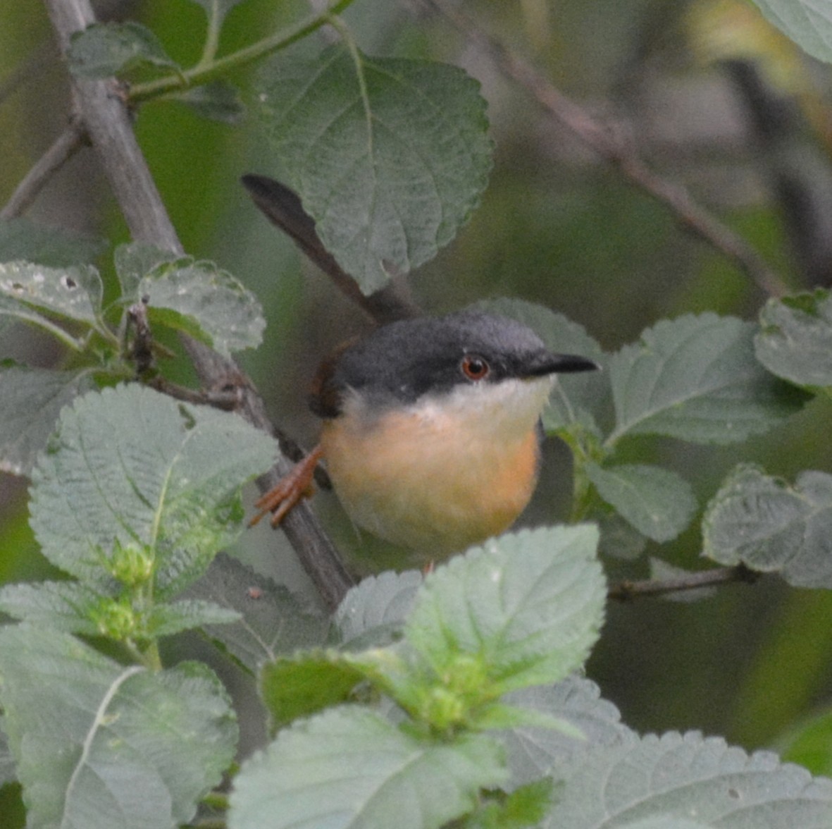 Ashy Prinia - ML636812400