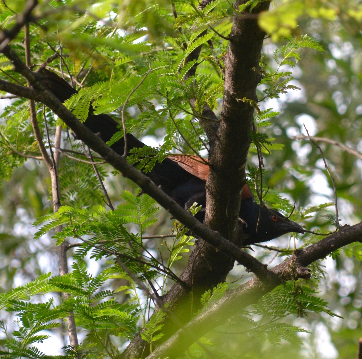 Greater Coucal - ML636812426