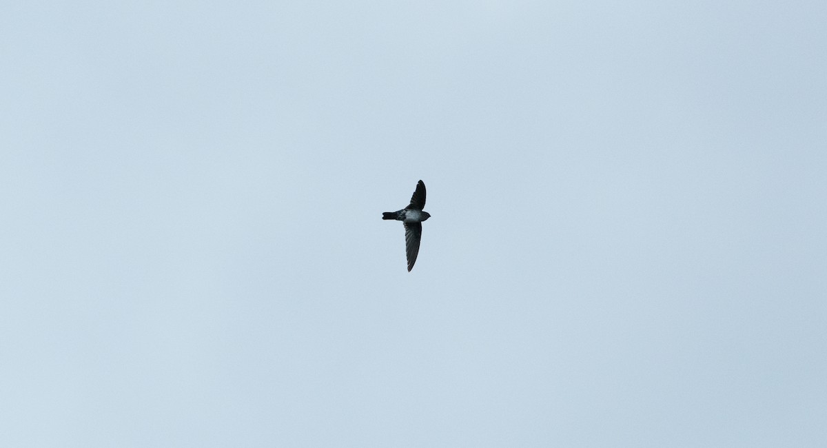 Cave Swiftlet - ML636812433