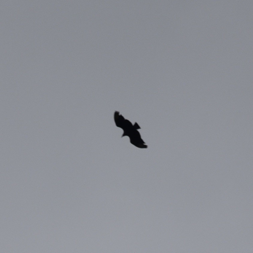 Black Vulture - ML636812444