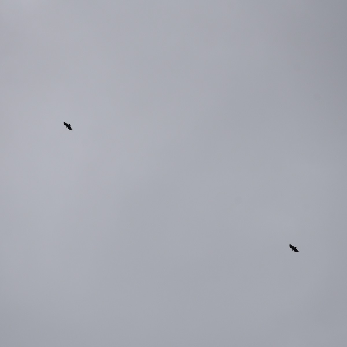 Black Vulture - ML636812449