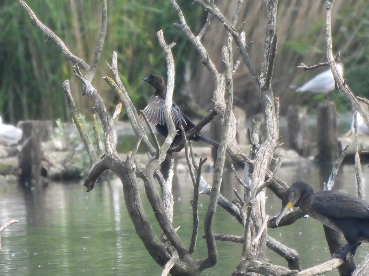 Pygmy Cormorant - ML636812455