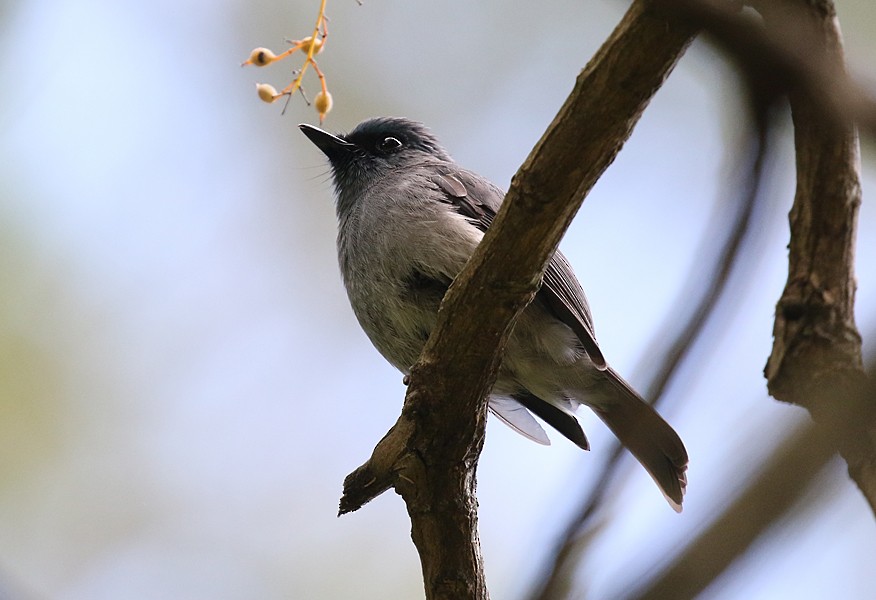 Dull-blue Flycatcher - ML636812458