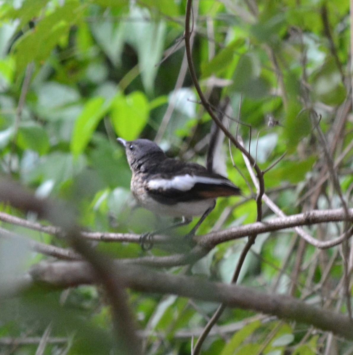 Oriental Magpie-Robin - ML636812519