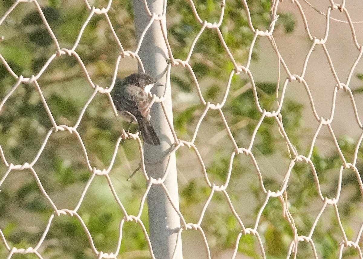 Arabian Warbler - ML636812552