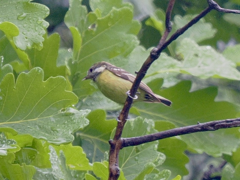 Mésange gracieuse - ML636812559
