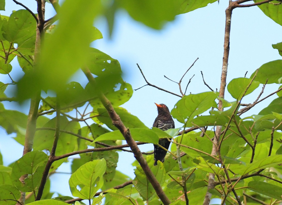 Violet Cuckoo - ML636812567