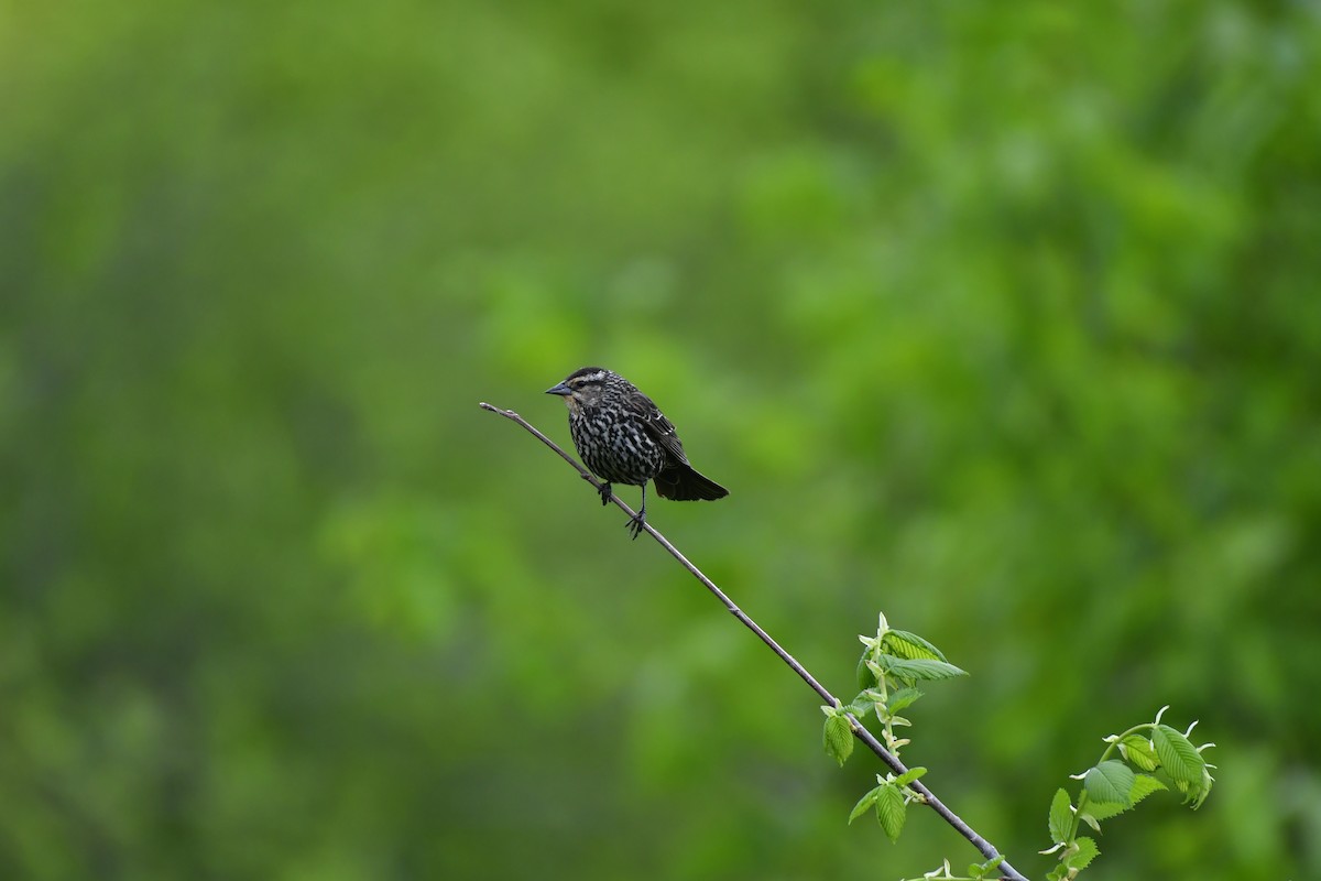 Red-winged Blackbird - ML636812626