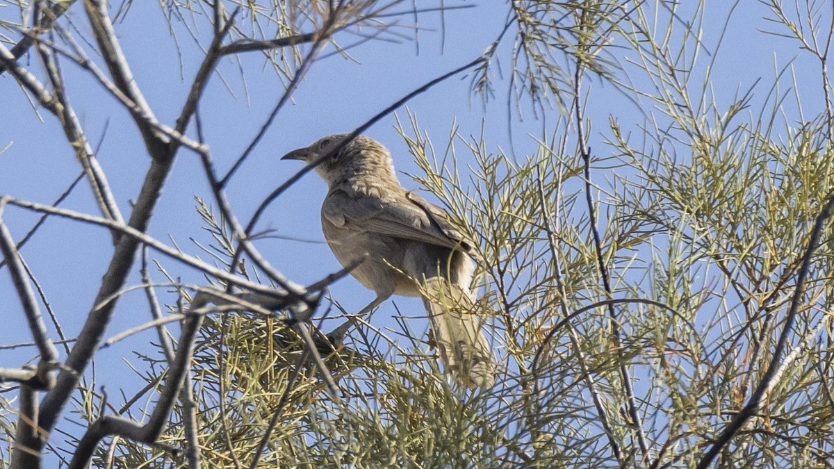 Arabian Babbler - ML636812664