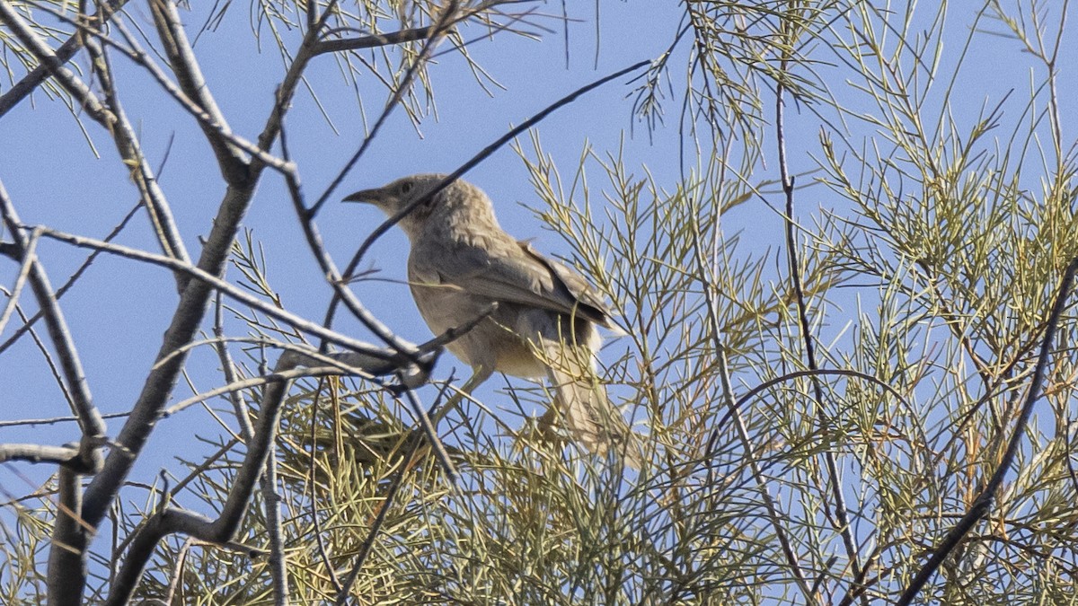 Arabian Babbler - ML636812665