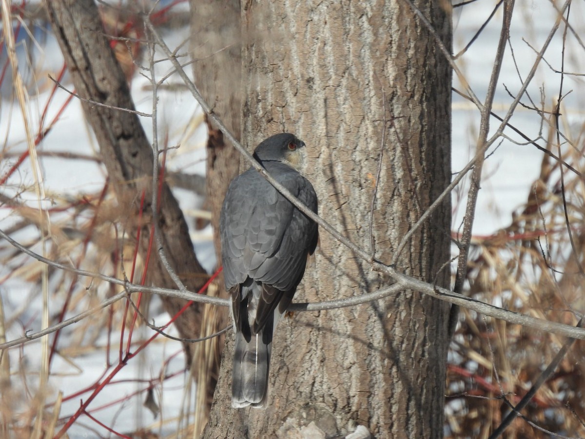 Sharp-shinned Hawk - ML636812720