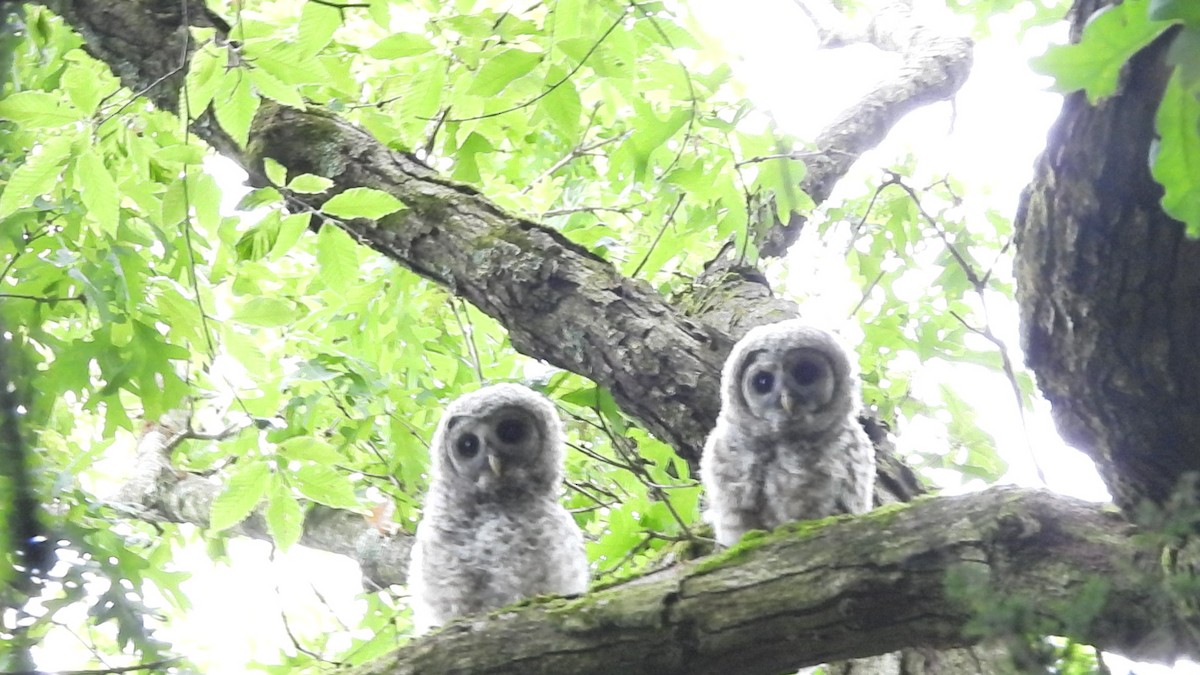 Barred Owl - ML636812735