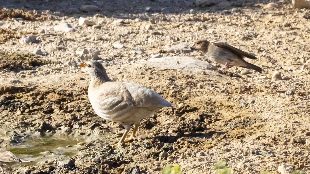 Sand Partridge - ML636812911
