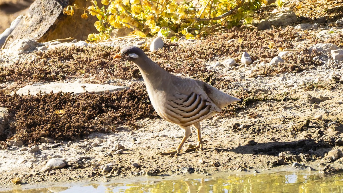 Sand Partridge - ML636812912