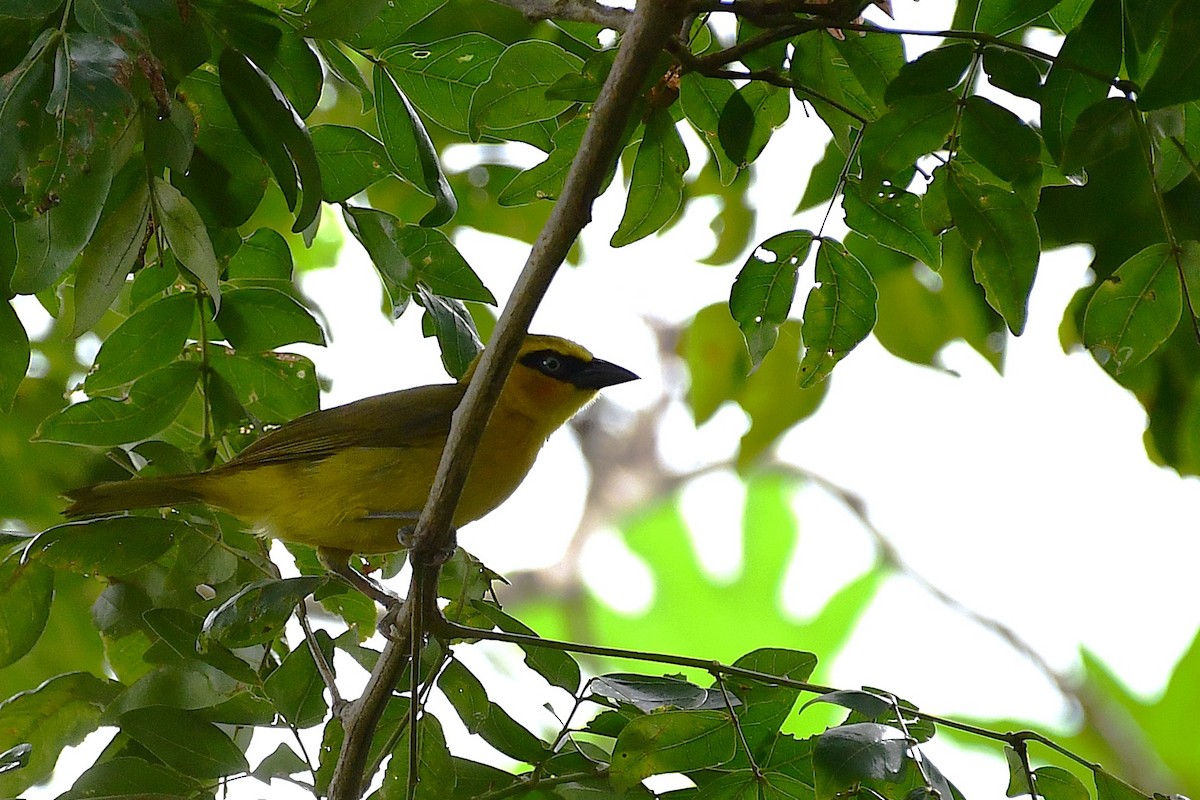Olive-naped Weaver - ML636813107