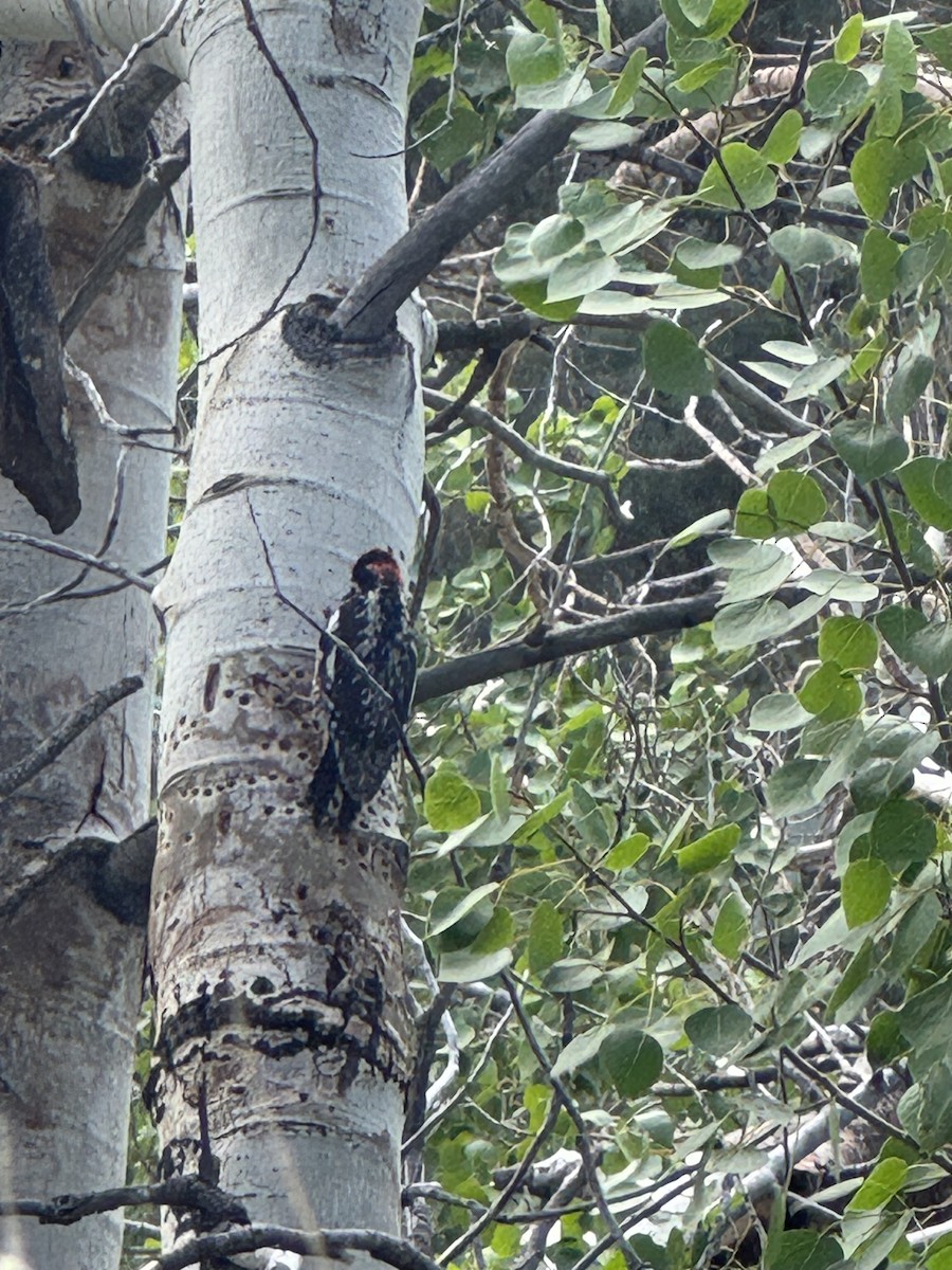 Red-naped Sapsucker - ML636813157