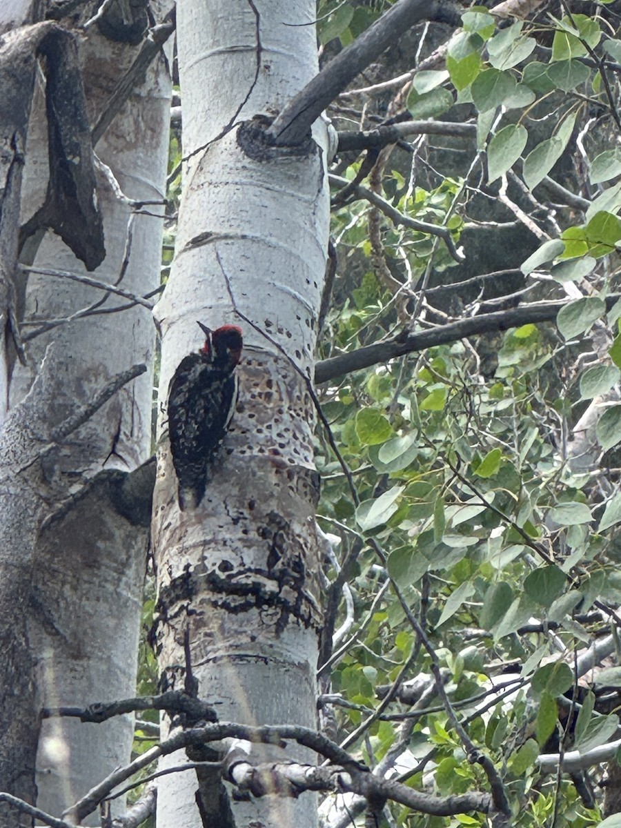 Red-naped Sapsucker - ML636813158