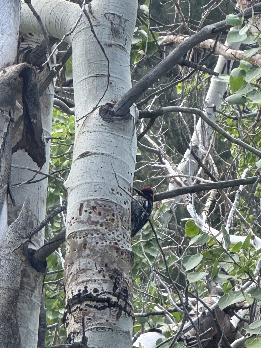 Red-naped Sapsucker - ML636813159