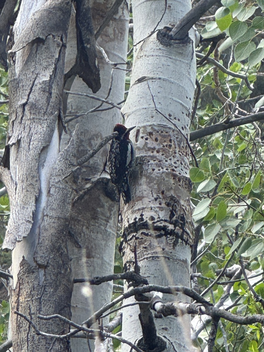 Red-naped Sapsucker - ML636813160