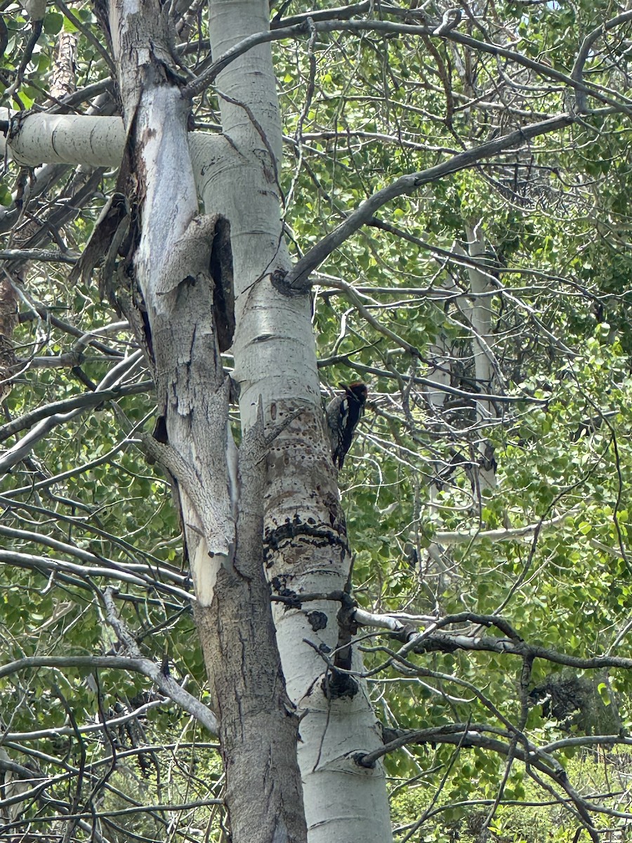 Red-naped Sapsucker - ML636813161