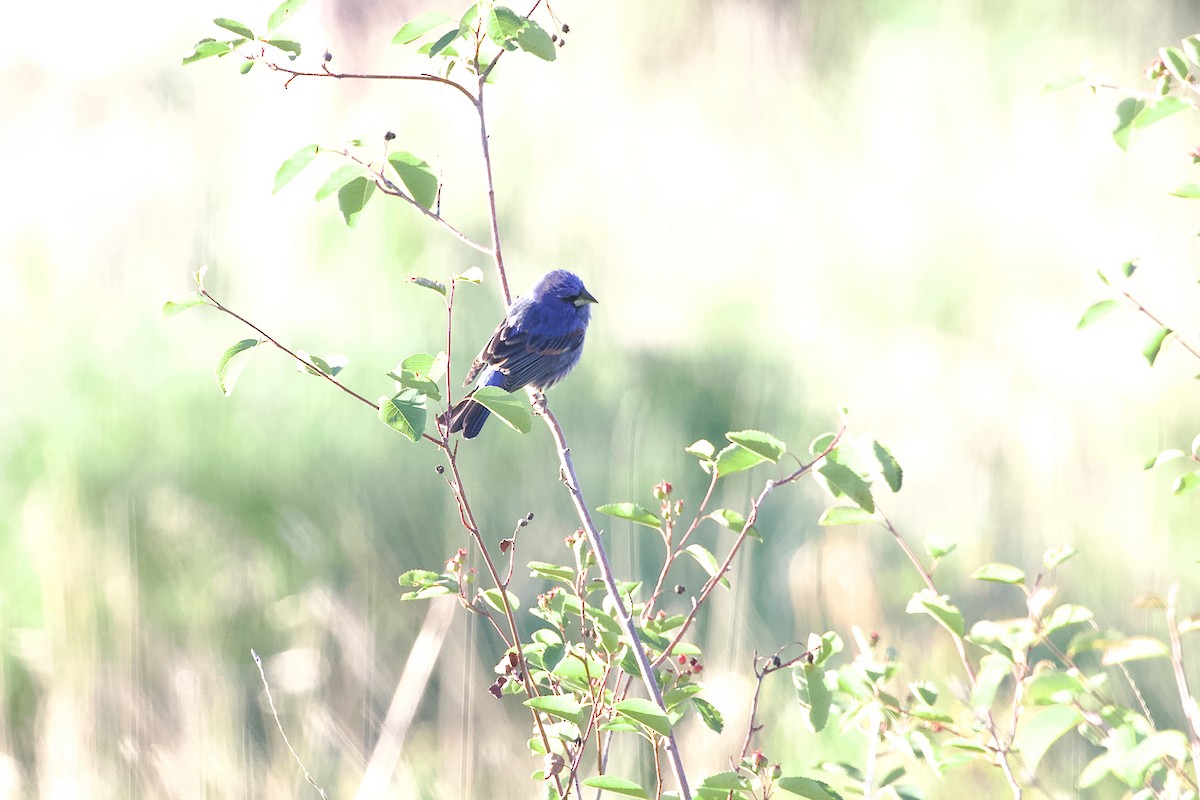Blue Grosbeak - ML636813222