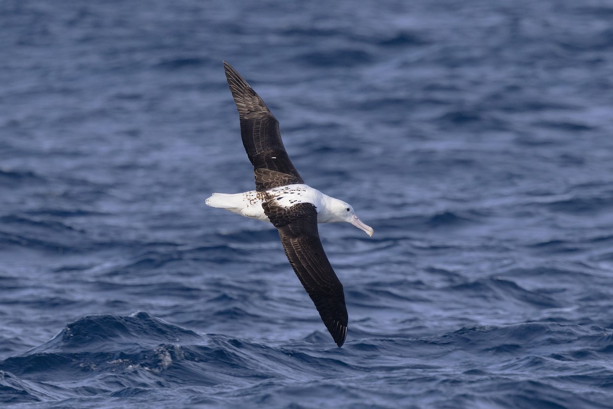 Northern Royal Albatross - ML636813272