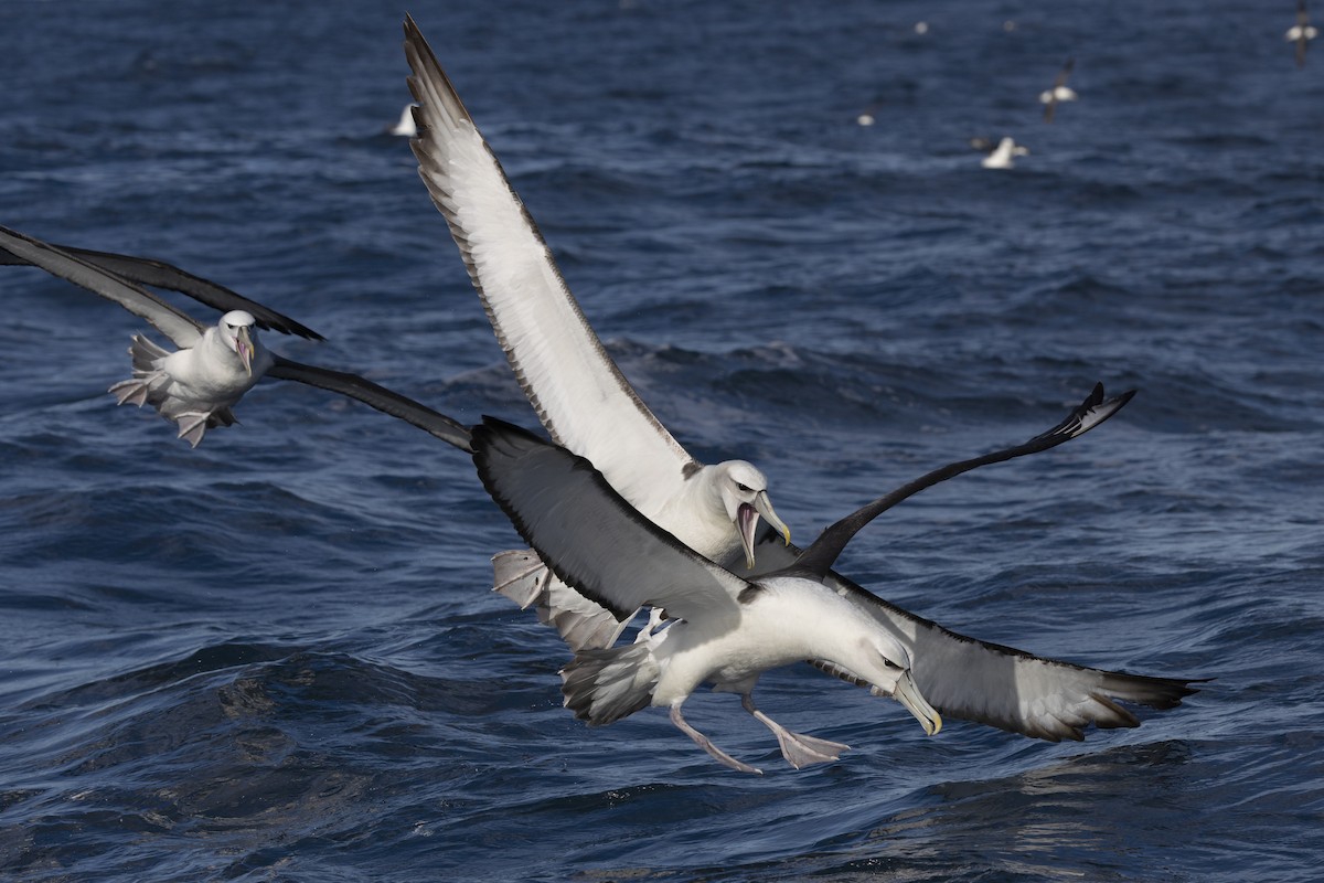 White-capped Albatross - ML636813284