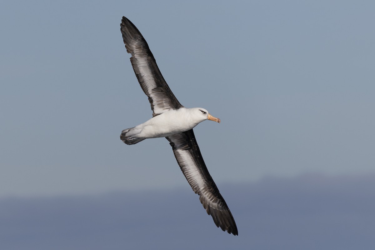 Black-browed Albatross (Campbell) - ML636813298
