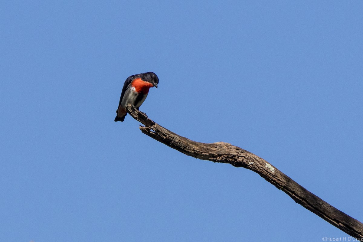 Mistletoebird - ML636813300