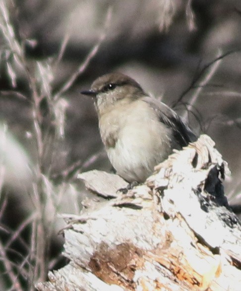 Dusky Robin - ML636813304