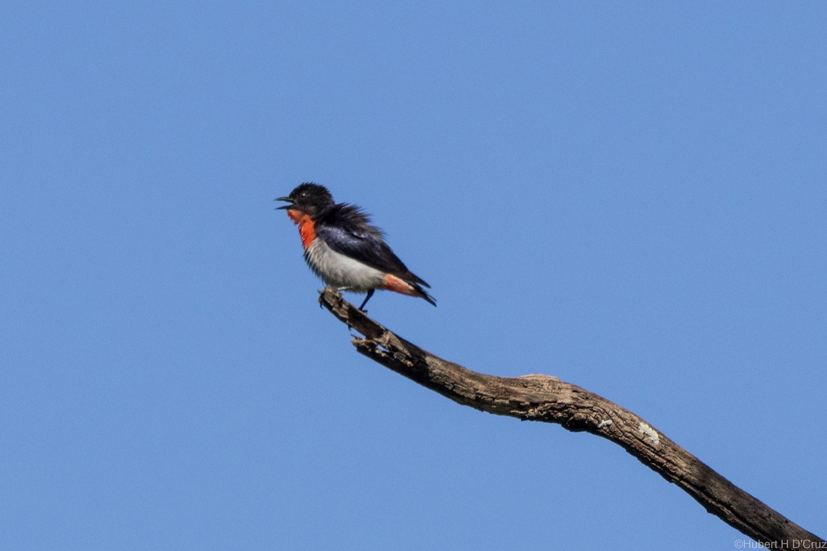 Mistletoebird - ML636813306