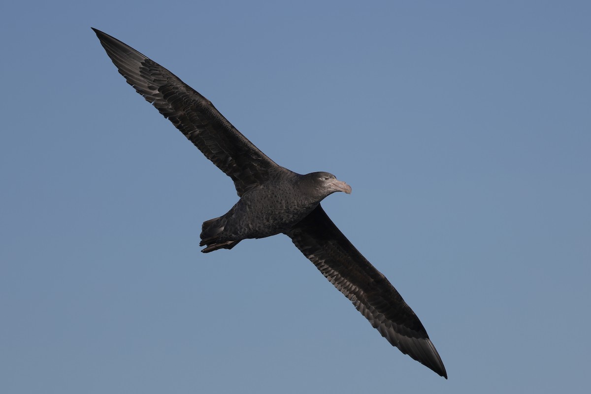 Northern Giant-Petrel - ML636813308