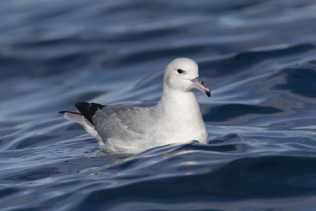 Southern Fulmar - ML636813314