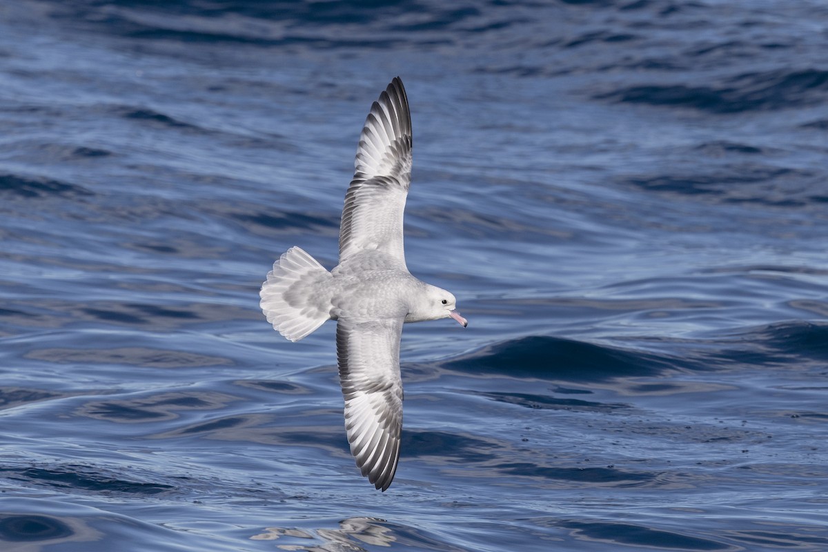 Southern Fulmar - ML636813315