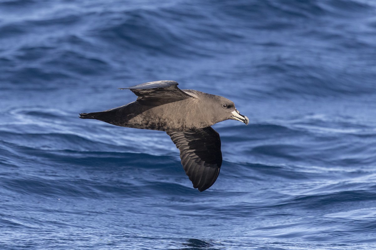 Westland Petrel - ML636813321