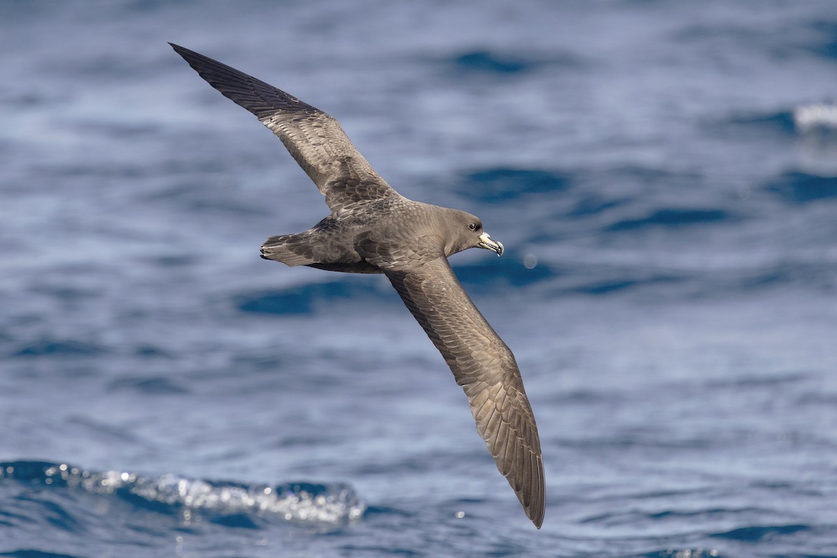 Westland Petrel - ML636813322